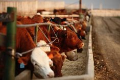 Cattle eating at a trough in a feedlot.