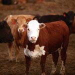 Photo: Canada Beef