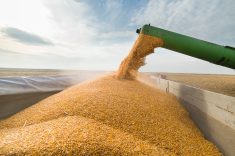 Corn pours from a combine into a wagon.
