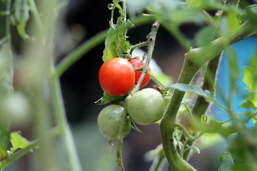 Biofungicide shows promise for protecting vegetable crops