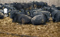 Beef barn design becoming more versatile