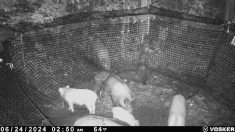Wild pig control goes high-tech