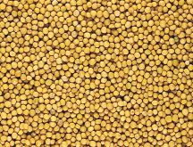 Mustard seed. Photo: File