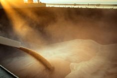 File photo of wheat being loaded onto a bulk vessel at port in Russia. (YGrek/iStock/Getty Images)