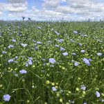 AgGronomyTV: Evaluating on-farm research
