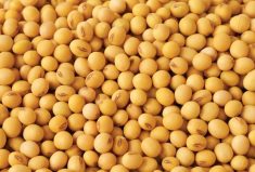 Food grade soy markets stable