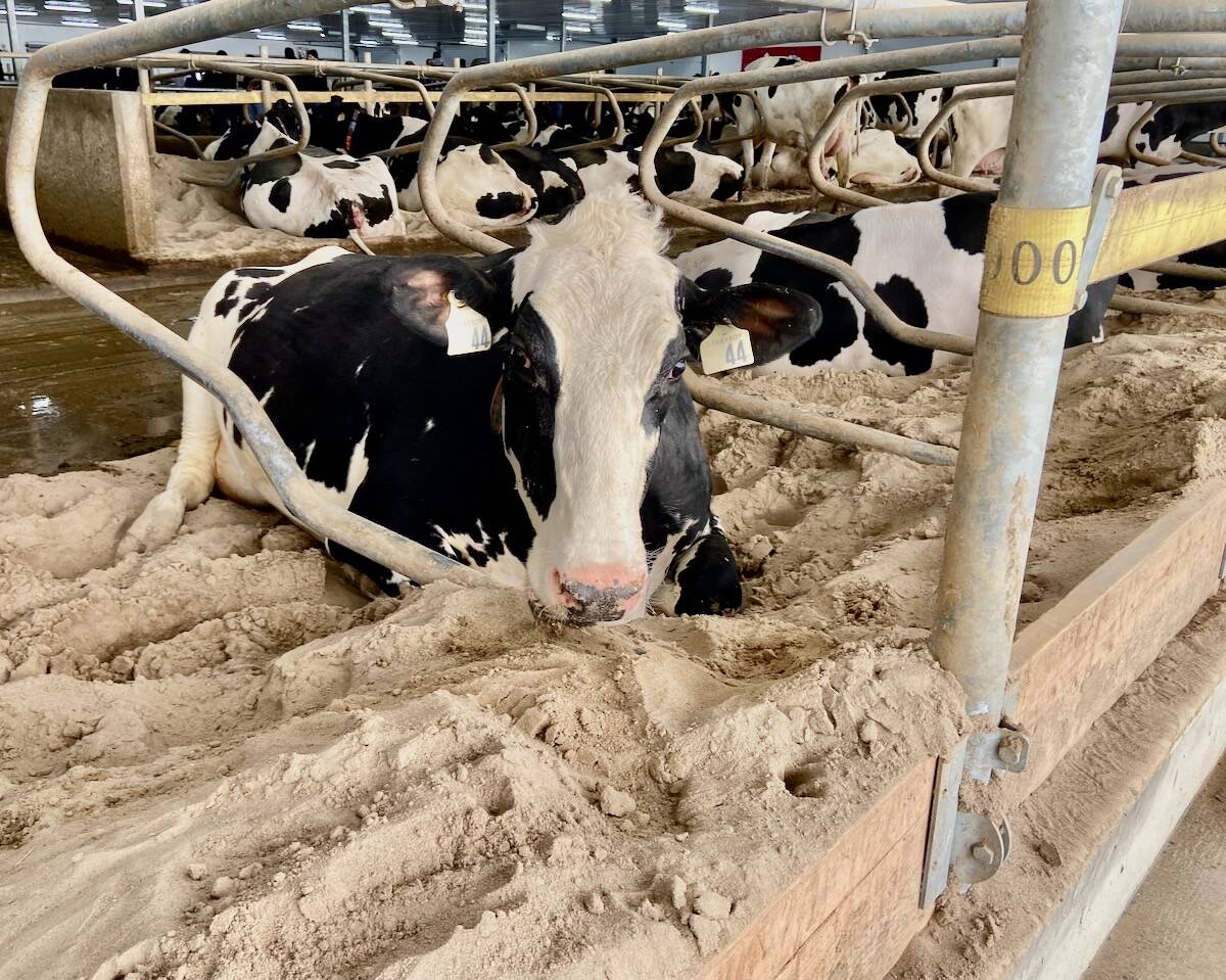 Replacing cows sooner best for welfare, sustainability and profit, says Dairy Comp 305 co-founder.