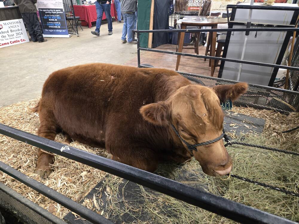 Canada’s beef sector hopes to see knowledge advances in a variety of topics from the newest funding round announced by the Beef Cattle Research Council. PHOTO: MIRANDA LEYBOURNE
