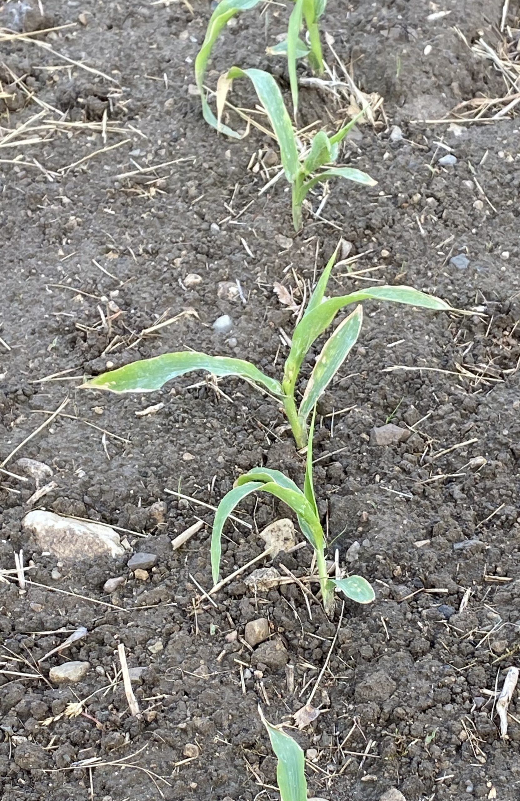 Wet, cool spring raises replanting concerns