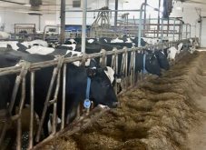 Dairy cows ready to eat feed in a dairy barn.