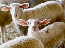 Canadian Sheep Federation one step closer to national traceability oversight