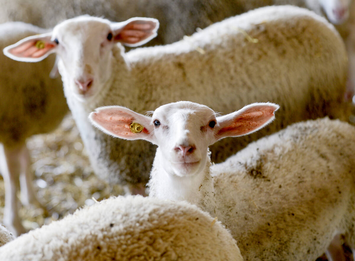 Canadian Sheep Federation one step closer to national traceability oversight