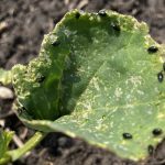 AgGronomyTV: 2025 insect year kicks off on the Prairies