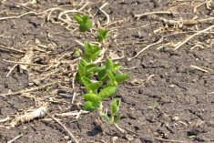Soybeans emerge from a field in Manitoba’s Interlake on May 26, 2025.  Photo: Greg Berg