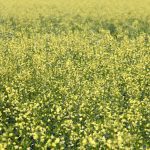 AgGronomyTV: Fungicide timing for scelerotinia in canola