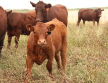 Importance placed on cow herd size questioned