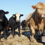 The Saskatchewan cattle sector says the process surrounding the discovery of bovine tuberculosis, depopulation and disinfection takes too long. Photo: File