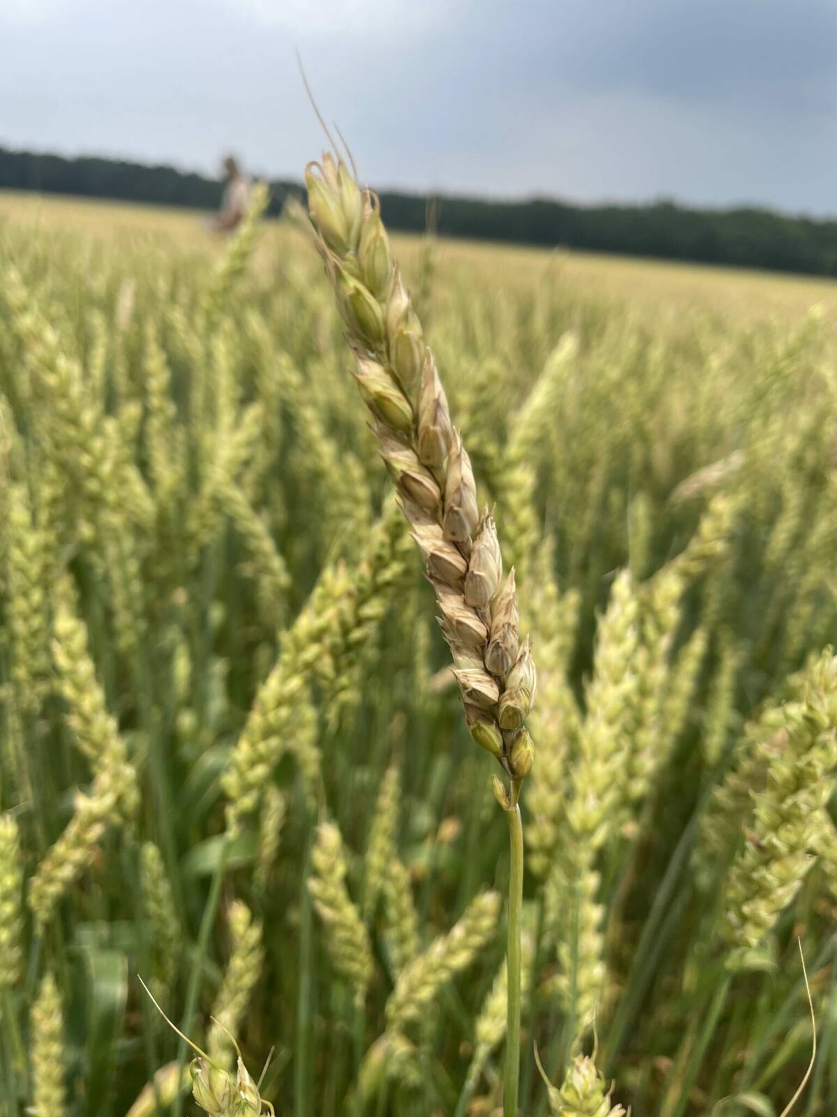 Managing fusarium head blight prior to harvest