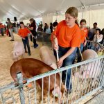 Competitors direct their pigs under the eye of the judge during the 2025 Baconmaker Classic at the Ontario Pork Congress. Photo: John Greig