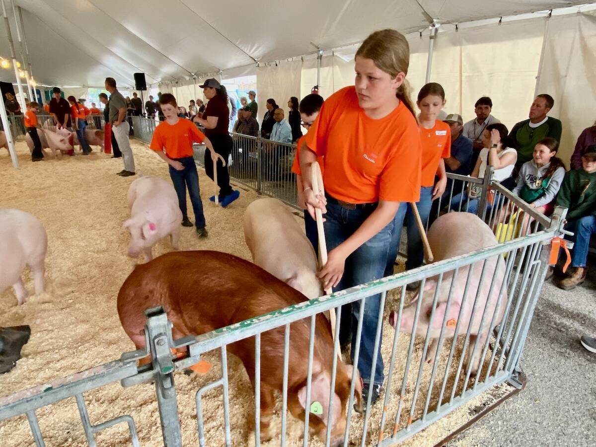 Competitors work on controlling their pigs while keeping an eye on the judge.