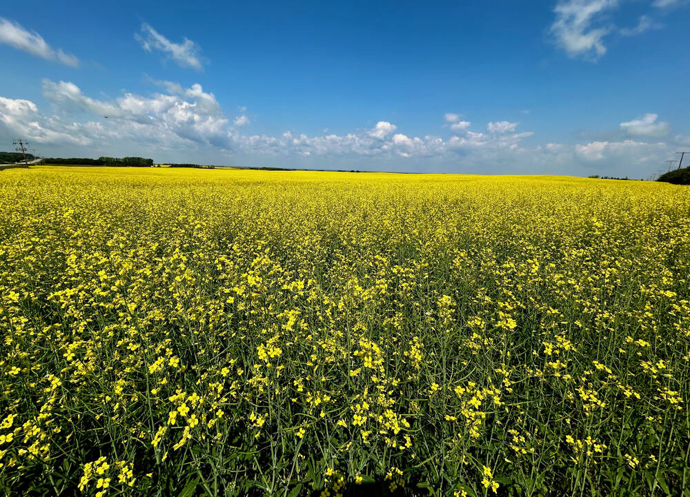 ICE canola weekly outlook: Uptrend intact despite selloff