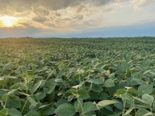 A field of soybeans.