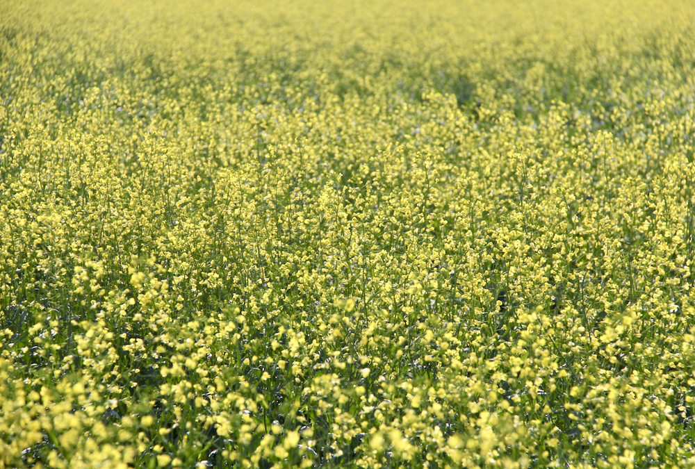 US biofuel producers ramped up in Oct as profitability improved, data shows