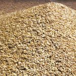 One commodity group in Vancouver said its feed barley was about C$8 per bushel for Alberta. Photo: File