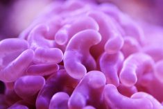 Illustration of bacteria.
Photo: Vojce/Getty Images
https://www.gettyimages.ca/detail/photo/euphyllia-ancora-sp-euphyllia-hammer-lps-coral-royalty-free-image/1207374352?adppopup=true