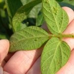 Aphids on a soybean plant.