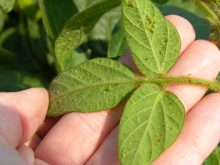 Aphids on a soybean plant.