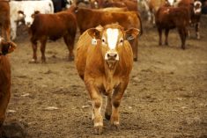 Photo: Canada Beef Inc.