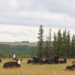 U.S. livestock: Cattle futures come down from highs