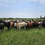 Cattle mill in the knee-deep grasslands within the Grey-Dufferin Community Pasture in mid-June 2025. Photo: Beef Farmers of Ontario