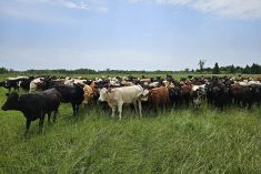 Cattle mill in the knee-deep grasslands within the Grey-Dufferin Community Pasture in mid-June 2025. Photo: Beef Farmers of Ontario