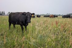 Cow and calves graze in eastern Manitoba. Photo: Geralyn Wichers