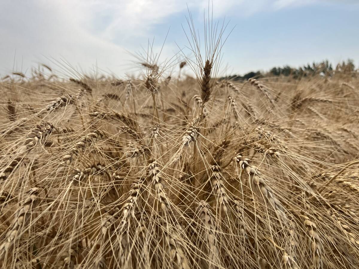 IGC maintains 2025/26 world corn and wheat crop forecasts