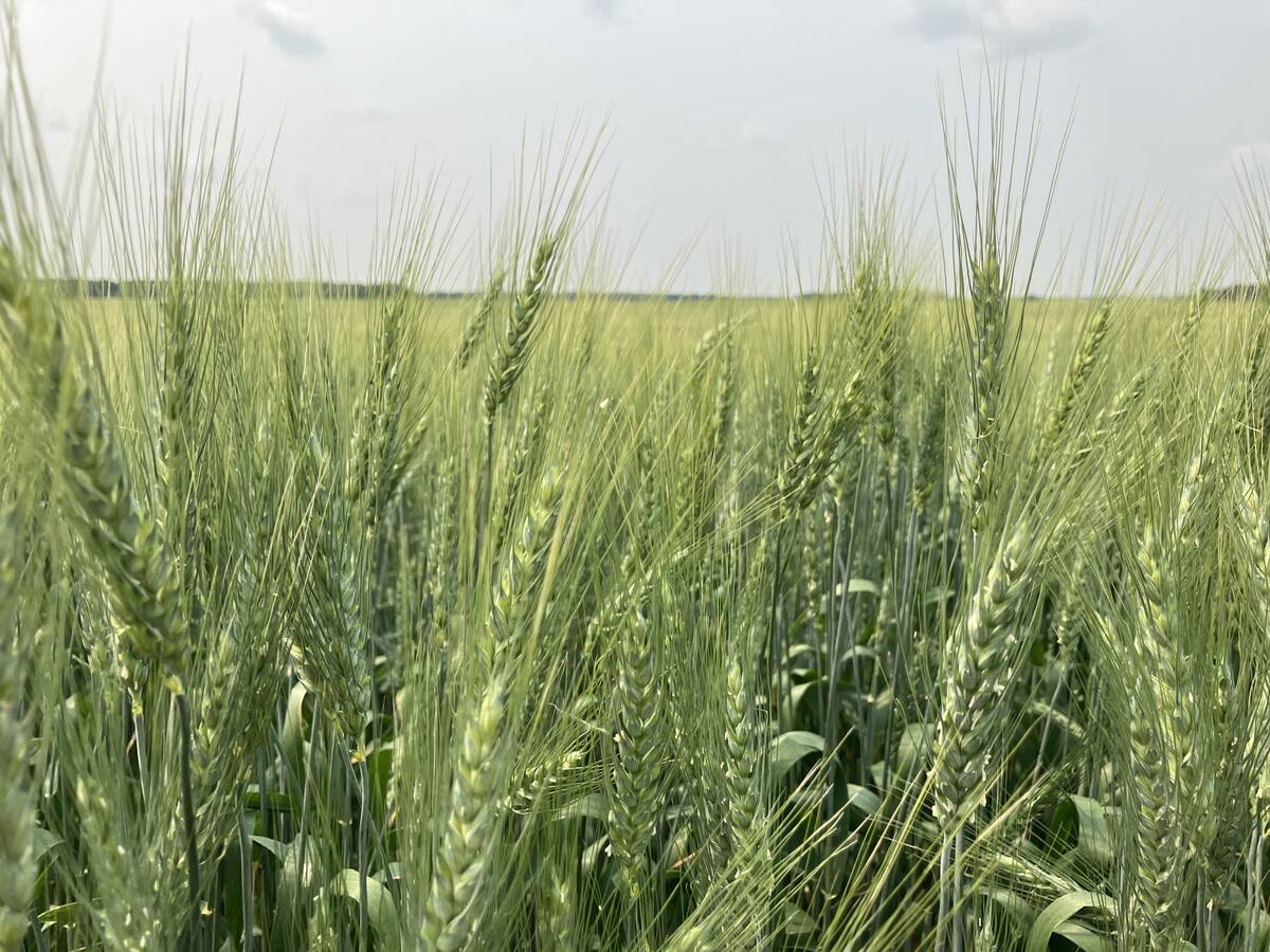 U.S. soybeans, soymeal hit three-week high on tight supplies