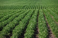 File photo of a potato field in Alberta’s Lacombe County. (COrthner/iStock/Getty Images)