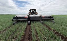 The ecorobotix ARA smart sprayer garnered plenty of attention during its onion demo at Smith Gardens as part of the AgRobotics Demo Day tour in the Holland Marsh, July 8, 2025. Photo:Diana Martin