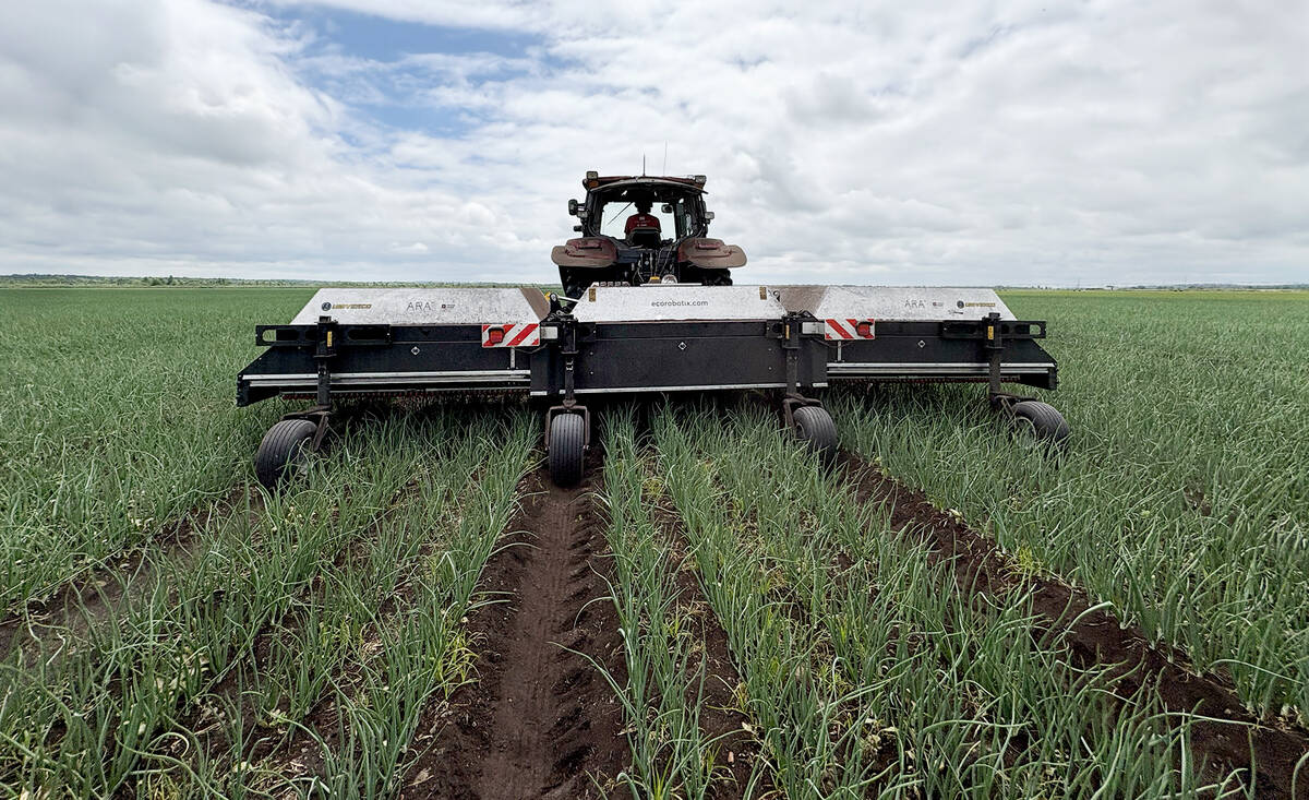 The ecorobotix ARA smart sprayer garnered plenty of attention during its onion demo at Smith Gardens as part of the AgRobotics Demo Day tour in the Holland Marsh, July 8, 2025. Photo:Diana Martin