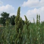 red root pigweed