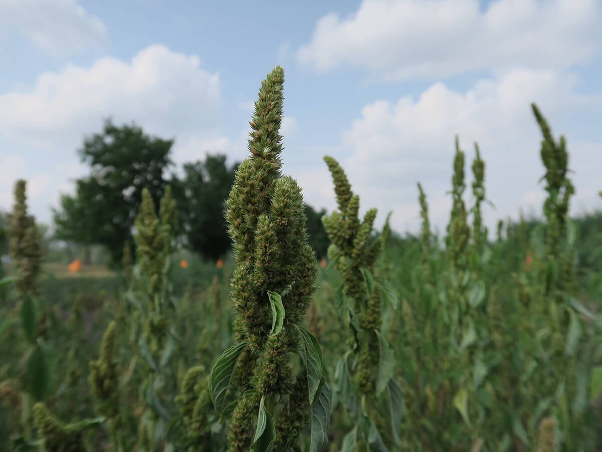 red root pigweed
