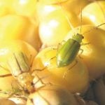 Northern corn rootworm beetles on corn kernels.