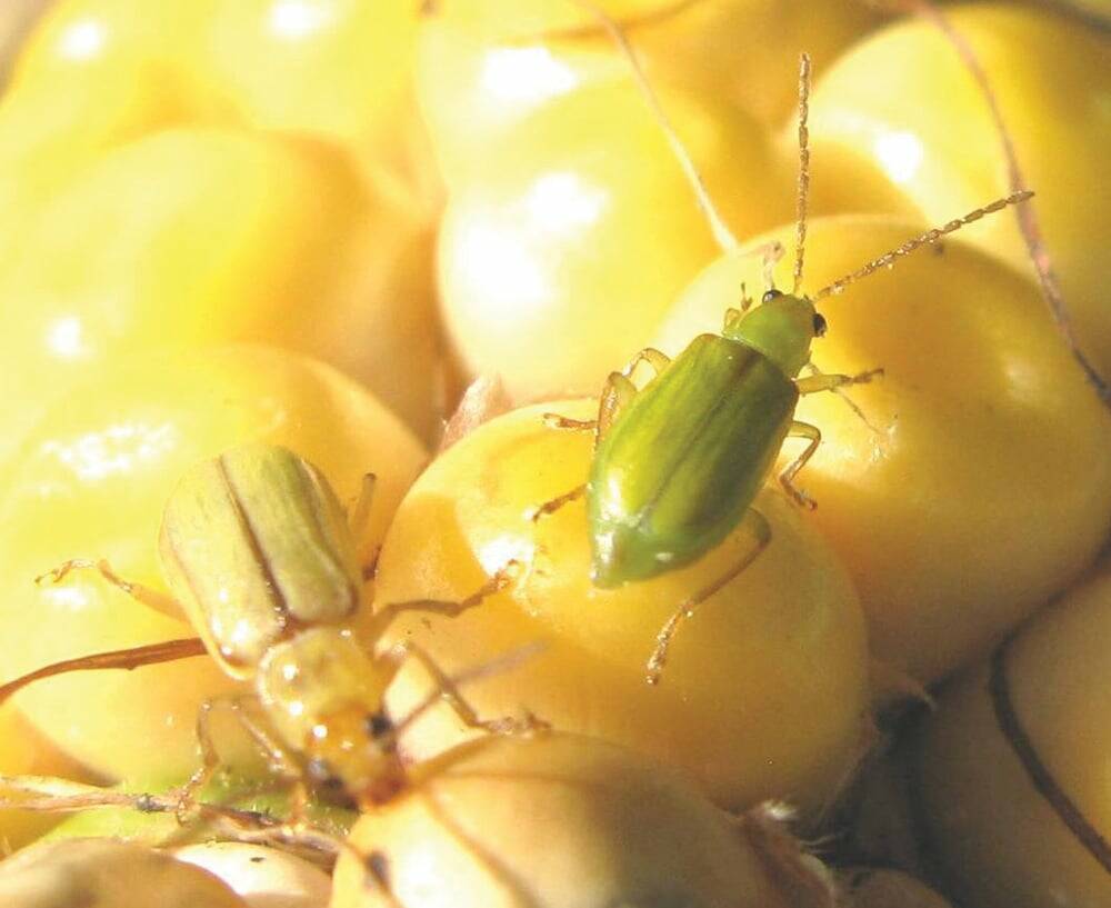 Northern corn rootworm beetles on corn kernels.