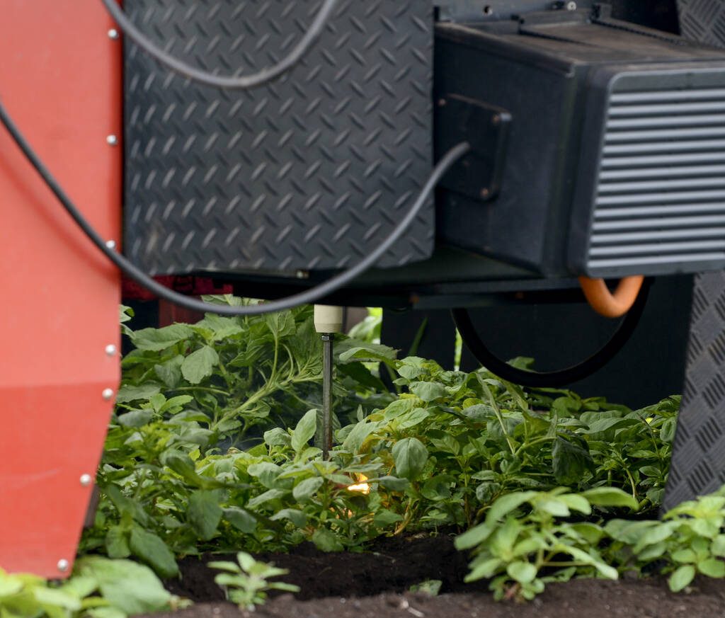 The BHF ElectricWeeder's robotic arms navigate a crop, selectively killing weeds with high-voltage electricity. The machine uses AI learning to improve its accuracy. Photo:Diana Martin