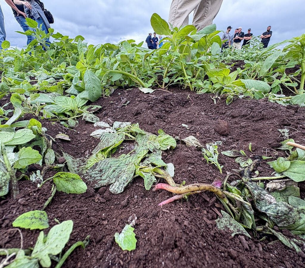 Wilted weeds are all that remain after a zap from the BHF ElectricWeeder. Photo:Diana Martin