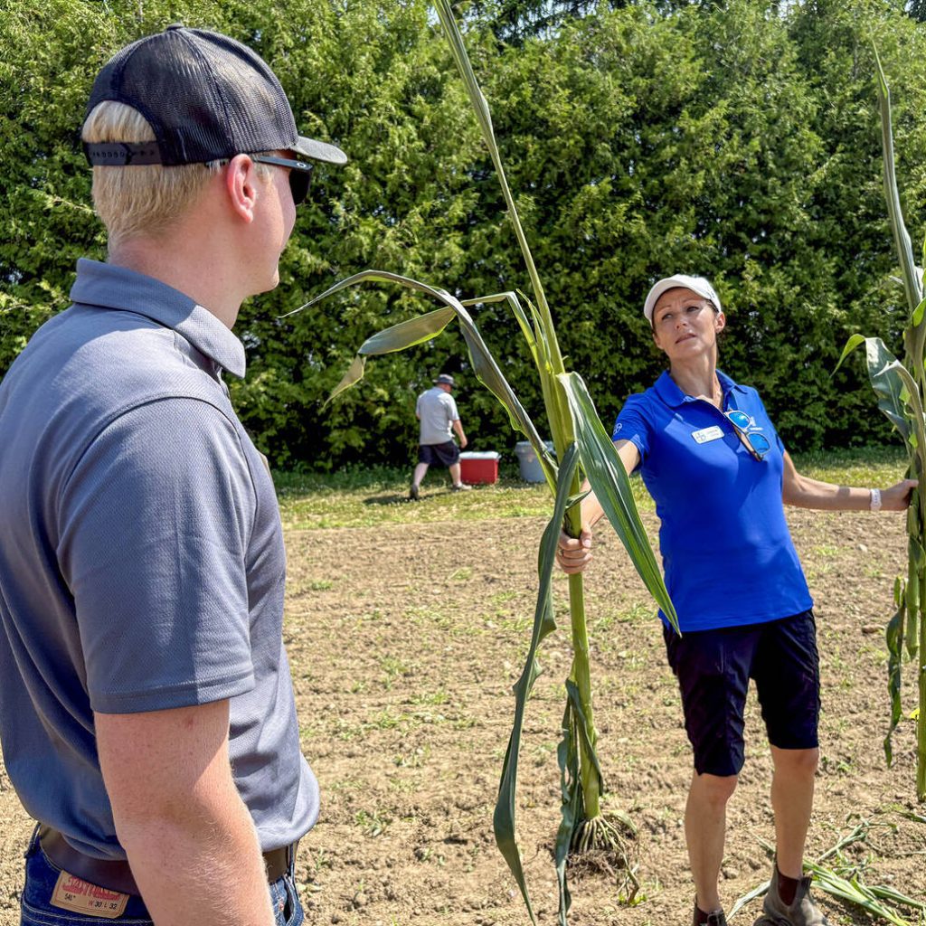 Max Van den Borre, a BASF sales intern and University of Guelph Food and Agricultural Business student, left, inspects a goosenecked corn sample Leanne Freitag, Bayer Crop Science agronomic solutions advisor, right, brought as a herbicide injury specimen for the Ontario Weed Tour at the Elora Research Station on July 16, 2025. Photo: Diana Martin