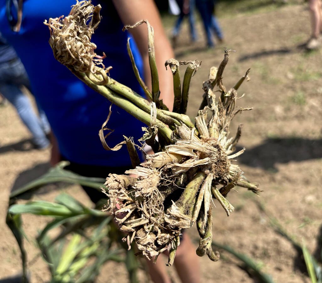 Leanne Freitag, Bayer Crop Science agronomic solutions advisor, shows the gnarled roots of a goosenecked corn sample brought for the herbicide injury scenario discussion during the Ontario Weed Tour at the Elora Research Station on July 16, 2025. Photo: Diana Martin