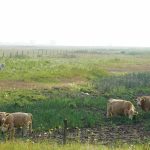 The federal and provincial governments announced measures to support Manitoba livestock producers who are being impacted by drought conditions by issuing faster payouts and providing an ability to defer loan payments. Photo: File